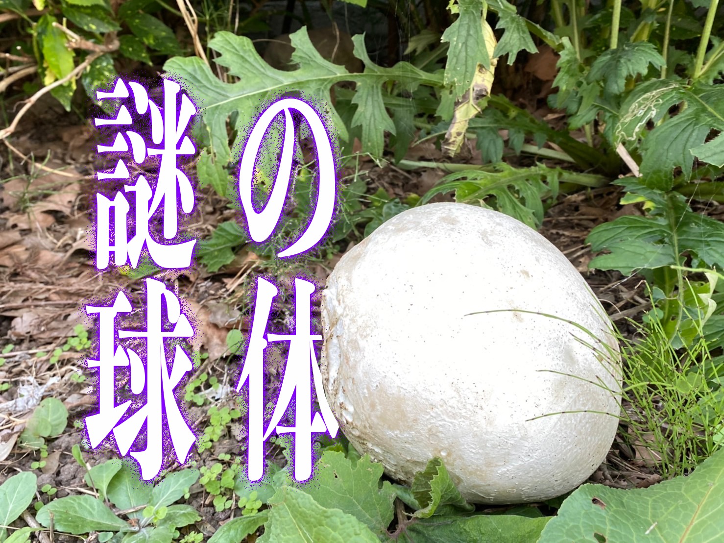 白い球体が庭に出現 調べてみたところ オニフスベ Locoty青森 青森の観光情報やグルメ情報を発信